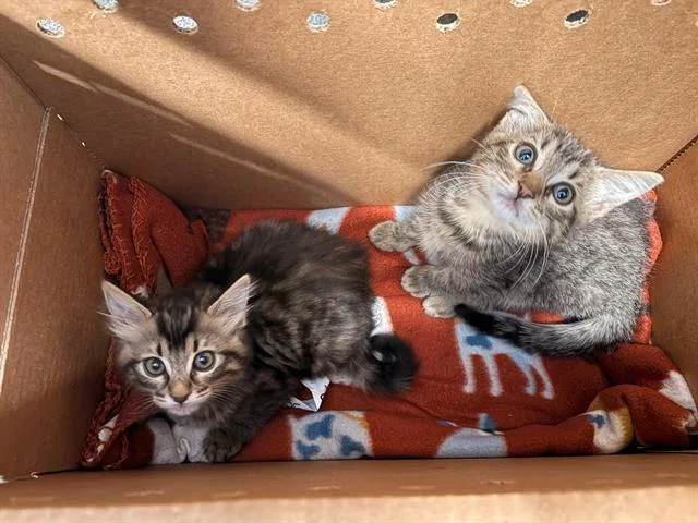A baby small-sized male Domestic Short Hair cat named Nibbles for adoption in Tustin, CA