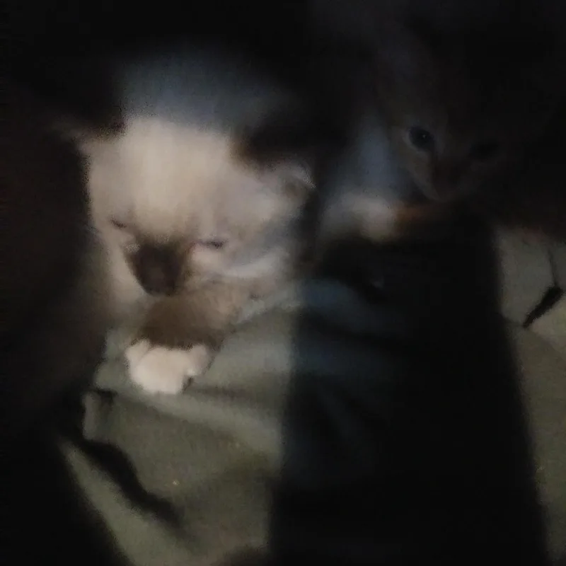 A baby medium-sized male Siamese cat named Quinta for adoption in Port Wentworth, GA