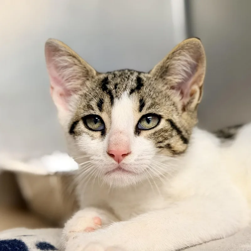 A baby medium-sized male Tabby (Brown / Chocolate) Domestic Short Hair cat named Robert for adoption in Manahawkin, NJ