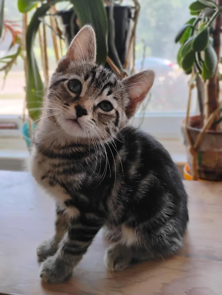 A baby small-sized female Brown / Chocolate Domestic Short Hair cat named Lolly for adoption in Oak Park, MI