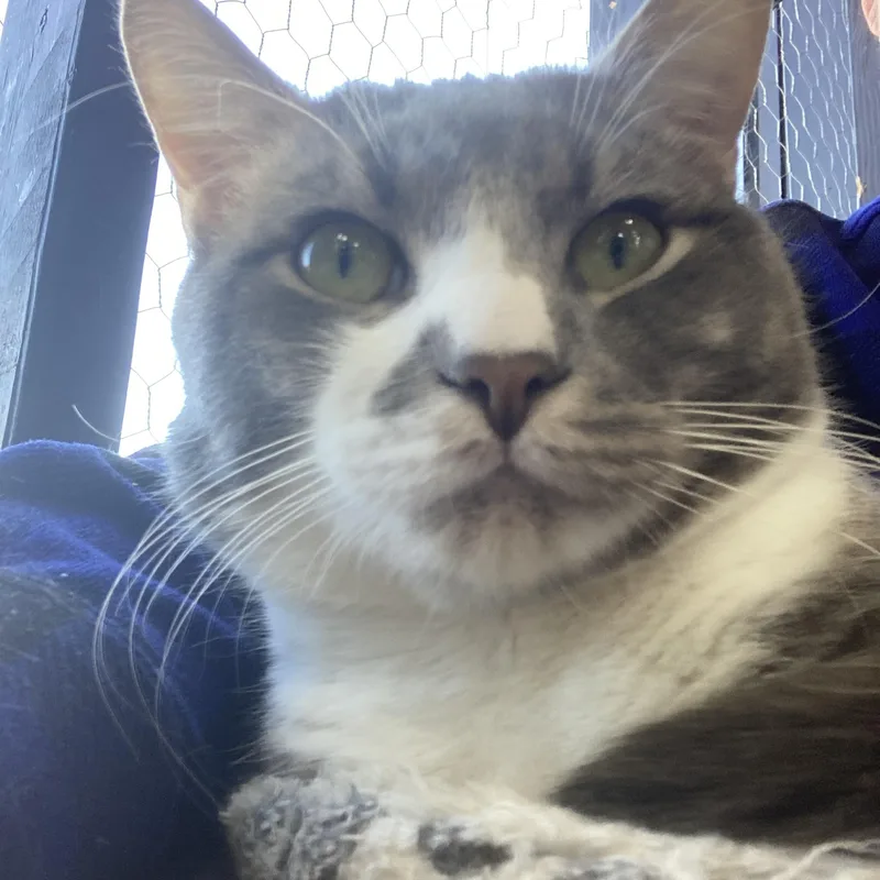 A young medium-sized male Gray & White Domestic Short Hair cat named Pistachio for adoption in Galloway, NJ