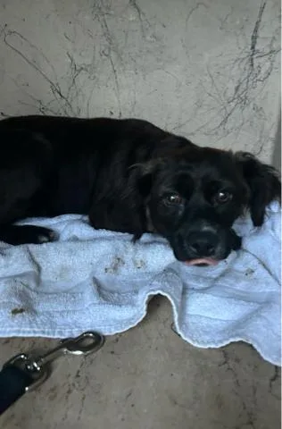 A young small-sized female Mixed Breed dog named A for adoption in West Palm Beach, FL