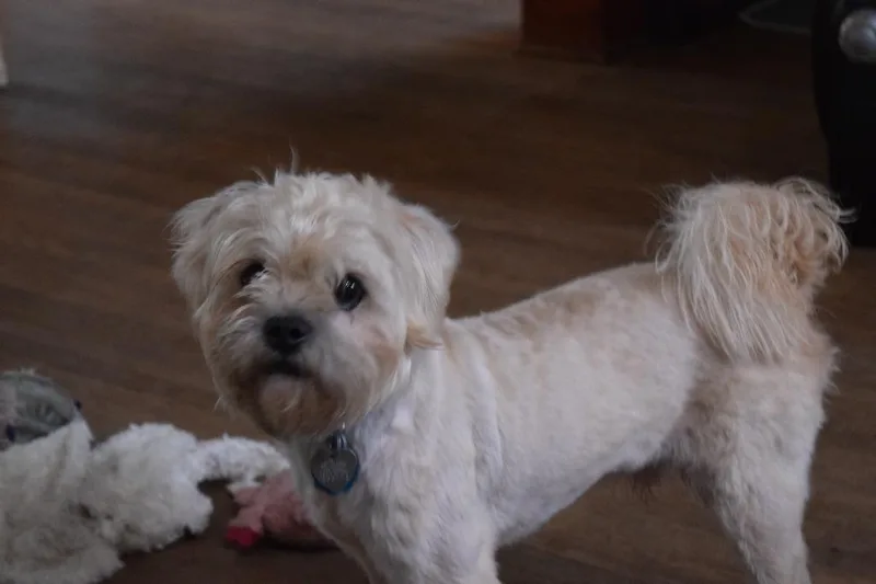 A young small-sized male Poodle dog named Dylan for adoption in Saint James, MN