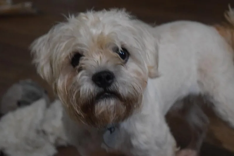 Dylan thumbnail 4