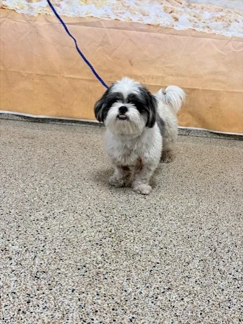 A young small-sized male Shih Tzu dog named Tobi for adoption in Miami, FL