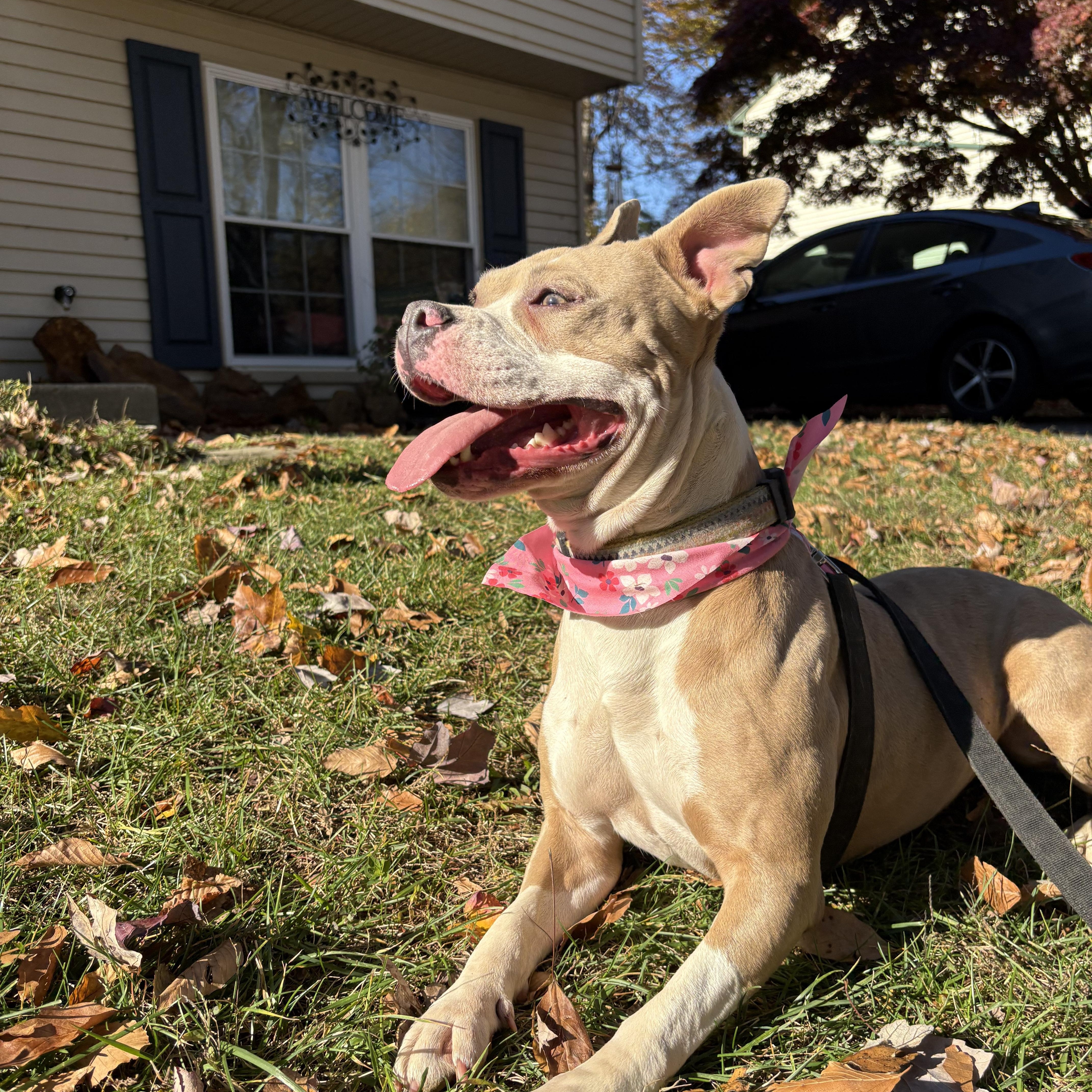 A young medium-sized female Apricot / Beige Pit Bull Terrier dog named Pop Tart for adoption in Chesapeake Beach, MD