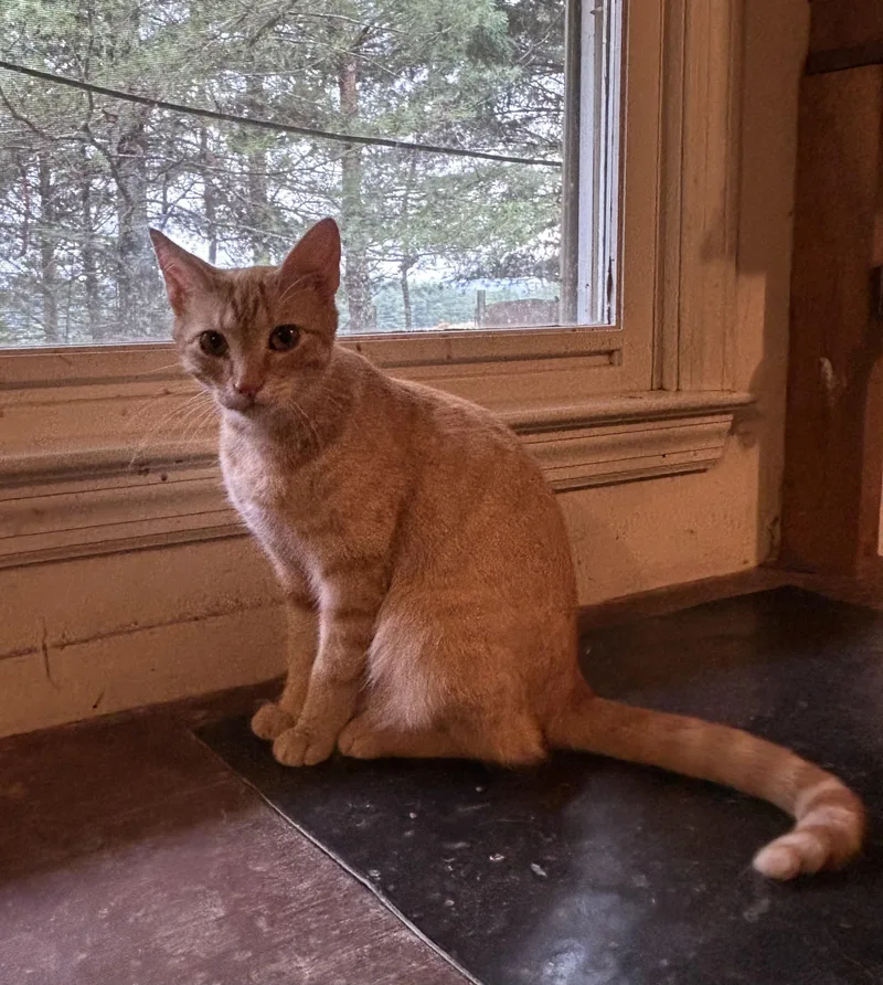 A young medium-sized female Orange / Red Domestic Short Hair cat named Layla for adoption in Floyd, VA