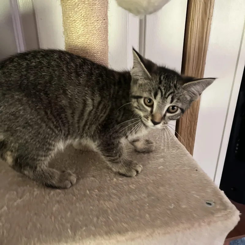 A baby small-sized female Tabby (Gray / Blue / Silver) Tiger cat named Marge for adoption in Marlette, MI