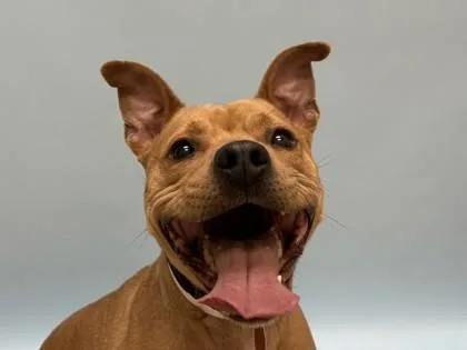 An adult medium-sized female Pit Bull Terrier dog named Kiara for adoption in Woodbury, MN