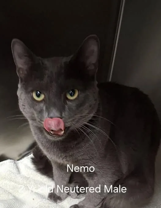 An adult medium-sized male Gray / Blue / Silver Domestic Short Hair cat named Nemo for adoption in Amherst, VA