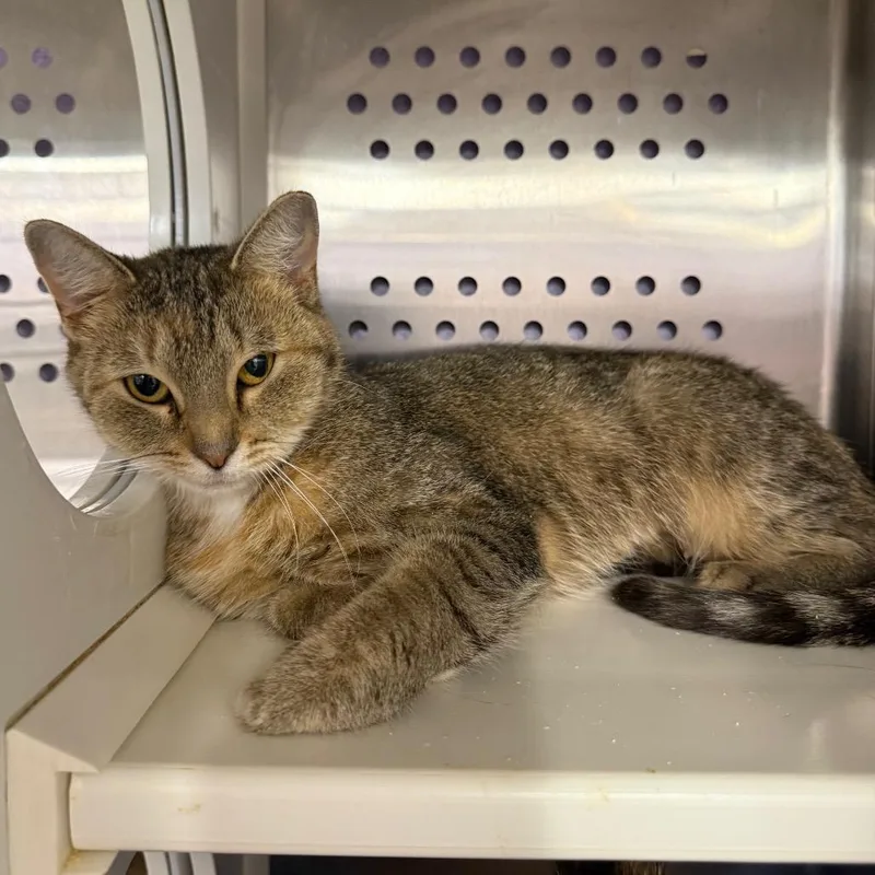 An adult medium-sized female Brown / Chocolate Domestic Short Hair cat named Juniper for adoption in Ashtabula, OH