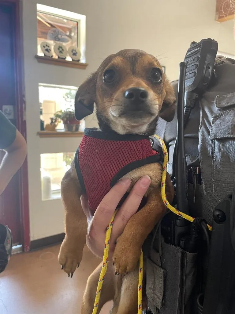 A baby small-sized male Chihuahua dog named Beef for adoption in Chico, CA