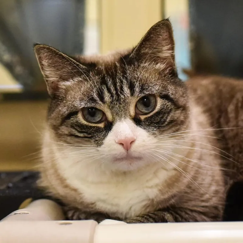 An adult small-sized female Gray / Blue / Silver Domestic Short Hair cat named Minnie for adoption in Pasadena , MD