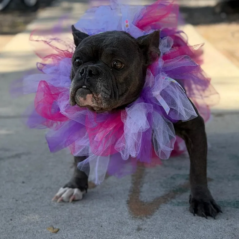 An adult medium-sized female Gray / Blue / Silver French Bulldog dog named Carlie for adoption in New Orleans, LA
