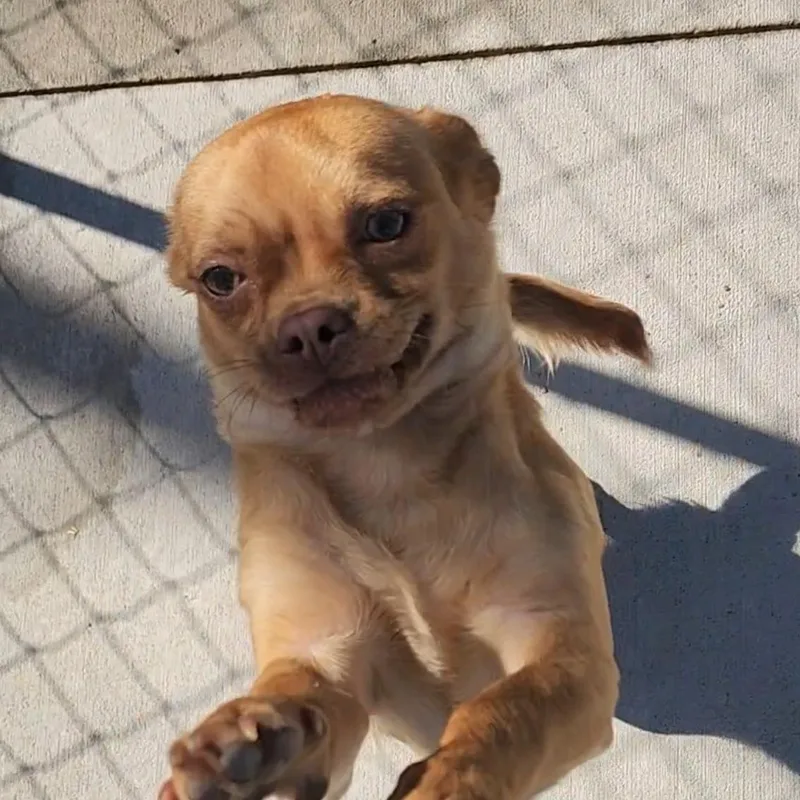 An adult small-sized male Apricot / Beige Pug dog named Ren for adoption in Tama, IA