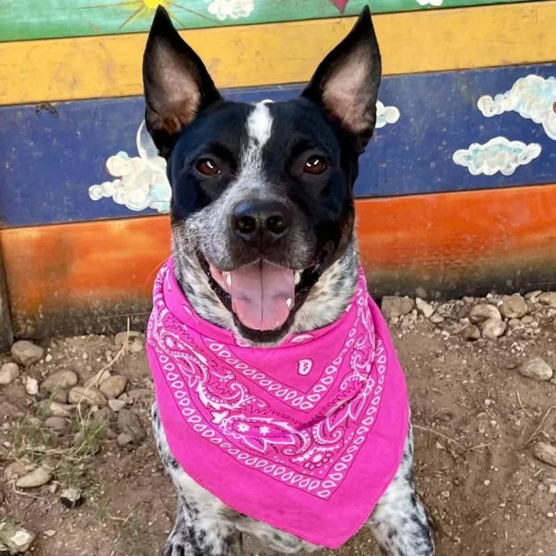 A senior medium-sized male White / Cream Australian Cattle Dog / Blue Heeler dog named Blizzard for adoption in Austin, TX