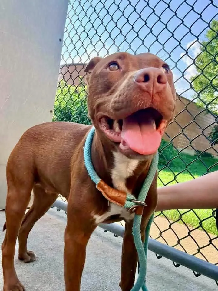 An adult medium-sized female Brown / Chocolate Pit Bull Terrier dog named Jacqueline for adoption in Chicago, IL