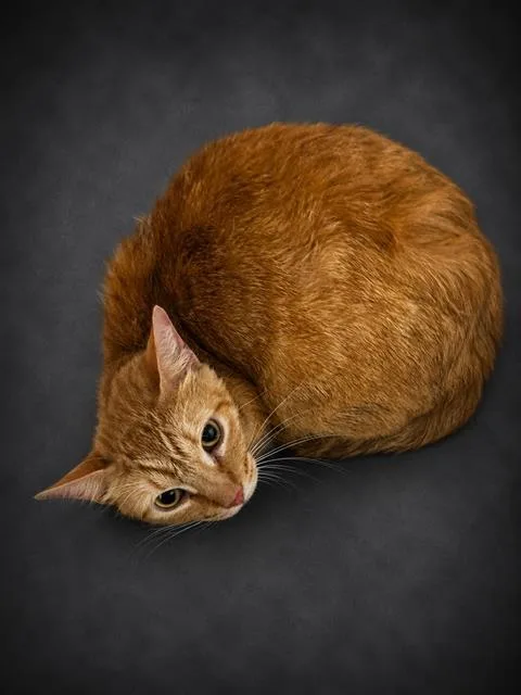 A young large-sized female Domestic Short Hair cat named Faith for adoption in Winter Haven, FL