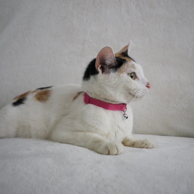 A young medium-sized female Calico Domestic Short Hair cat named Ivy for adoption in Newark, NJ
