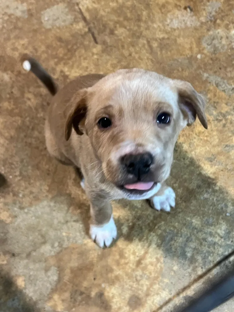 Buzz Nka Teddy thumbnail 3