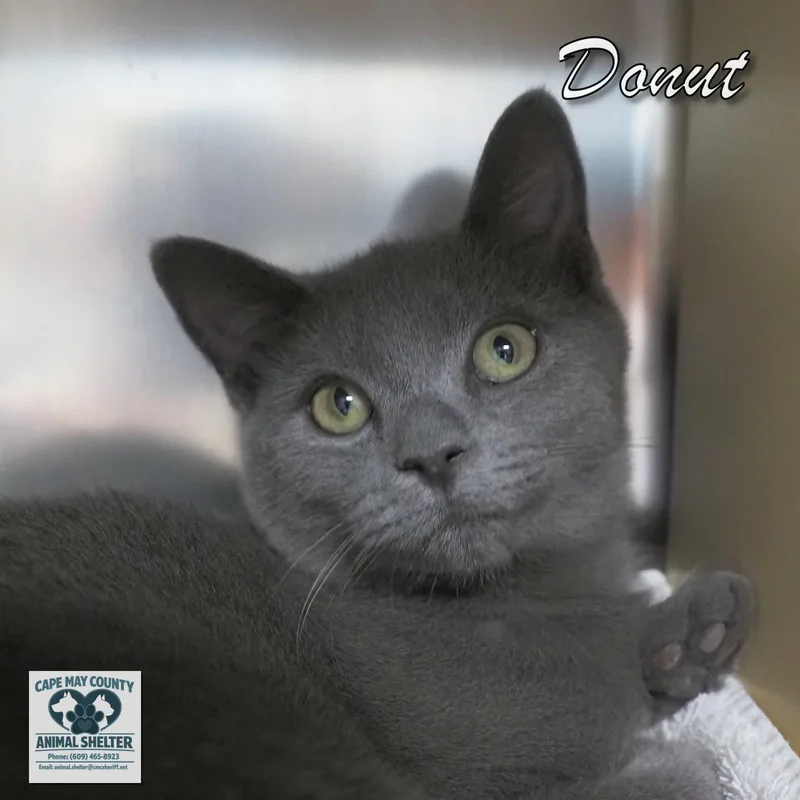 A young medium-sized female Domestic Short Hair cat named Donut for adoption in Cape May Court House, NJ