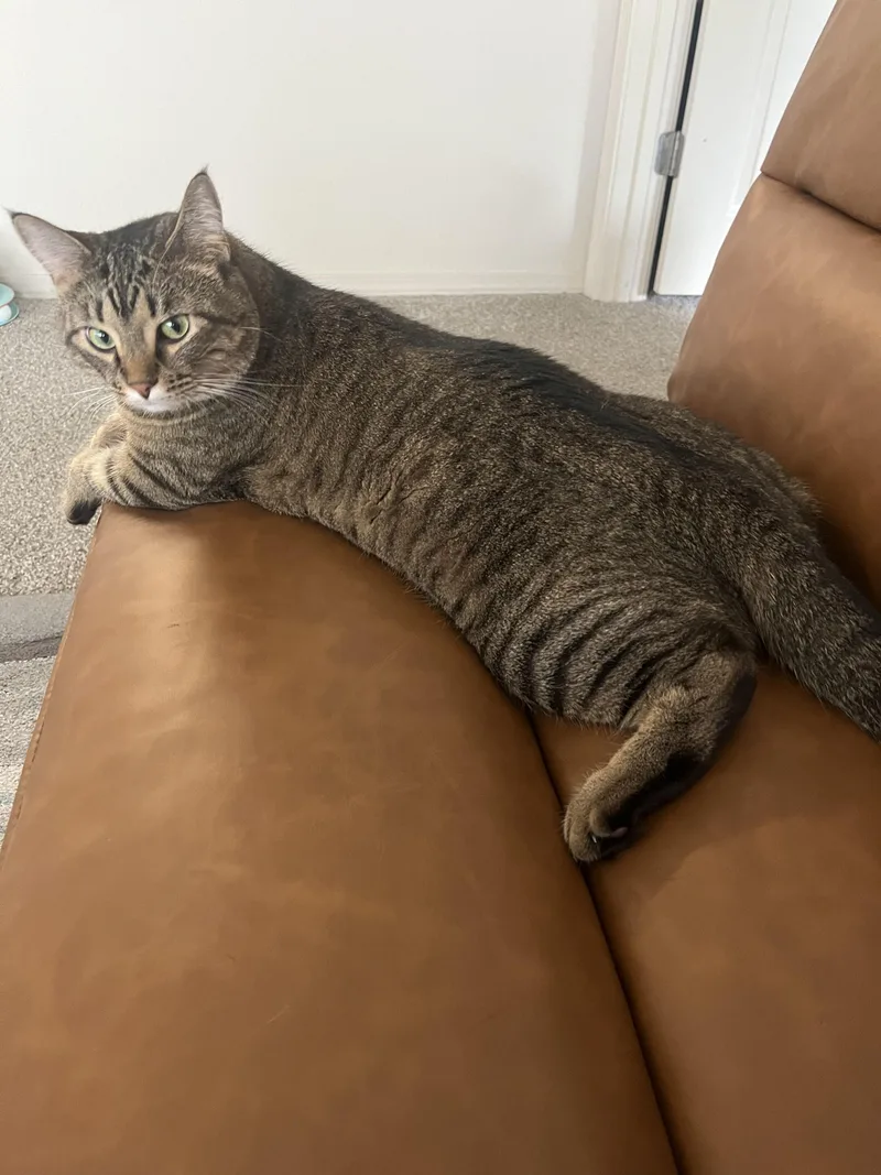 Franklin thumbnail 2