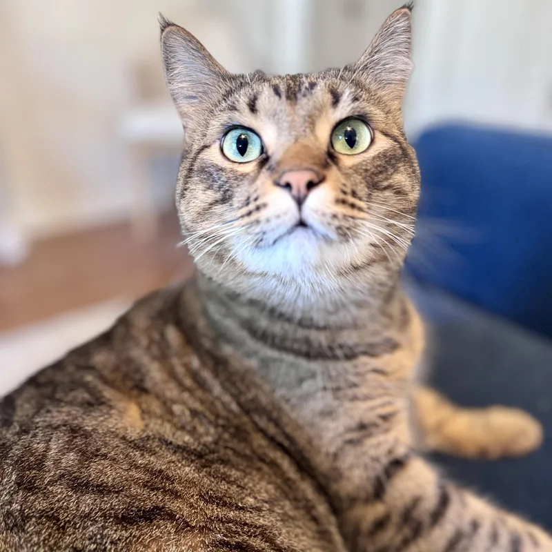 Franklin thumbnail 3