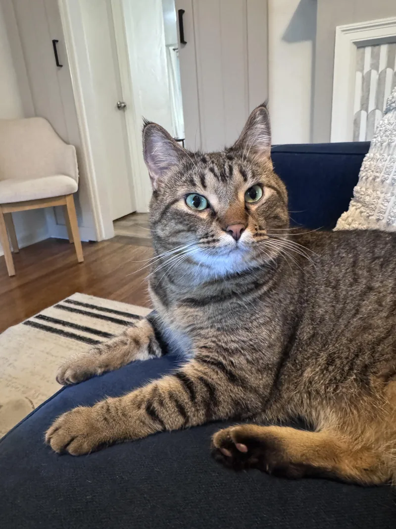 Franklin thumbnail 4