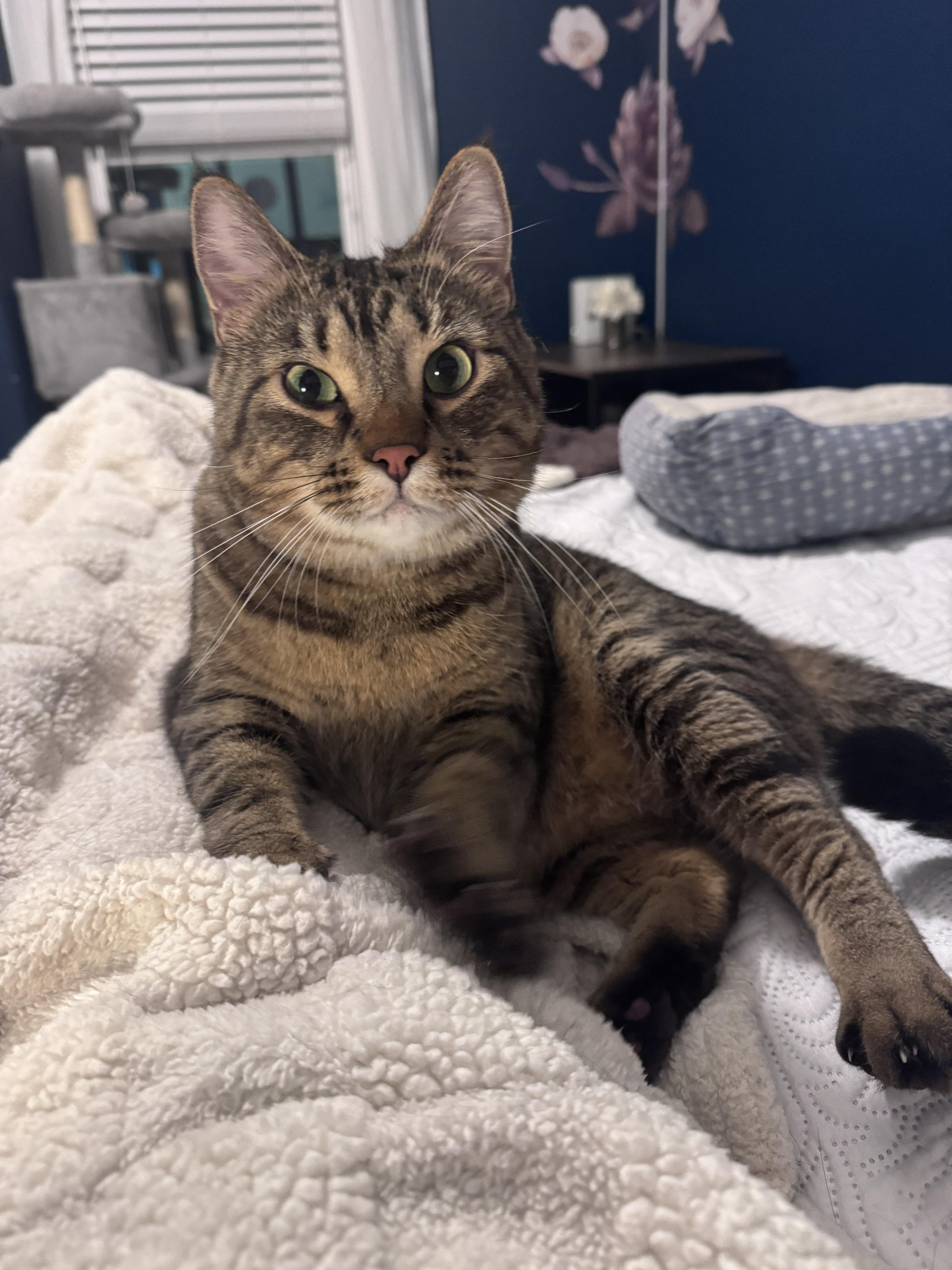 Franklin thumbnail 5