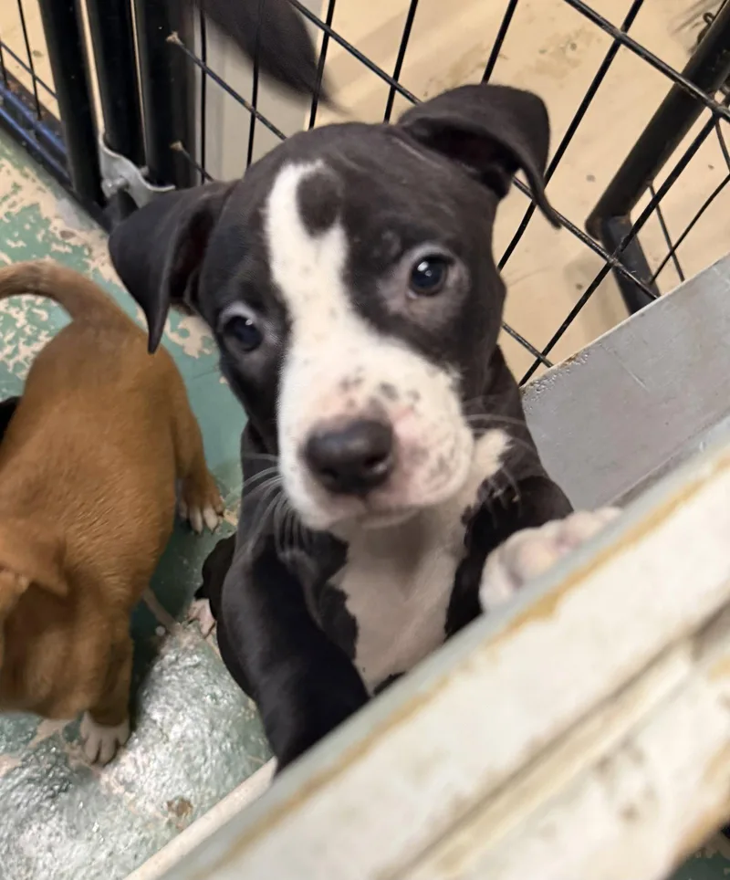 A baby medium-sized female American Staffordshire Terrier dog named Quay for adoption in GILBERTS, IL
