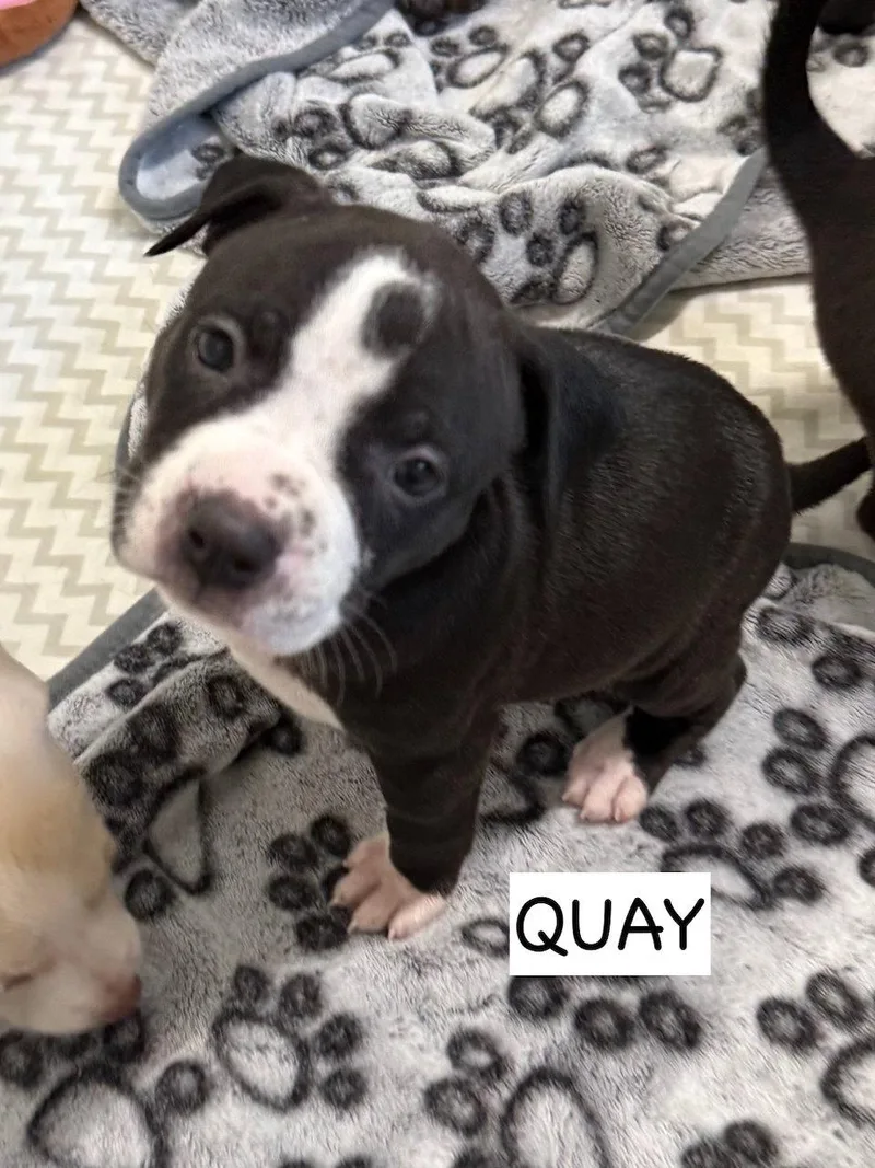 Quay thumbnail 2