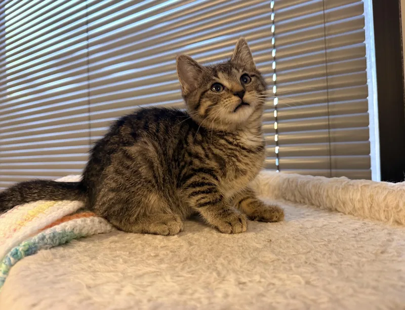A baby medium-sized male Tabby (Brown / Chocolate) Domestic Short Hair cat named Caesar for adoption in Batesville, AR