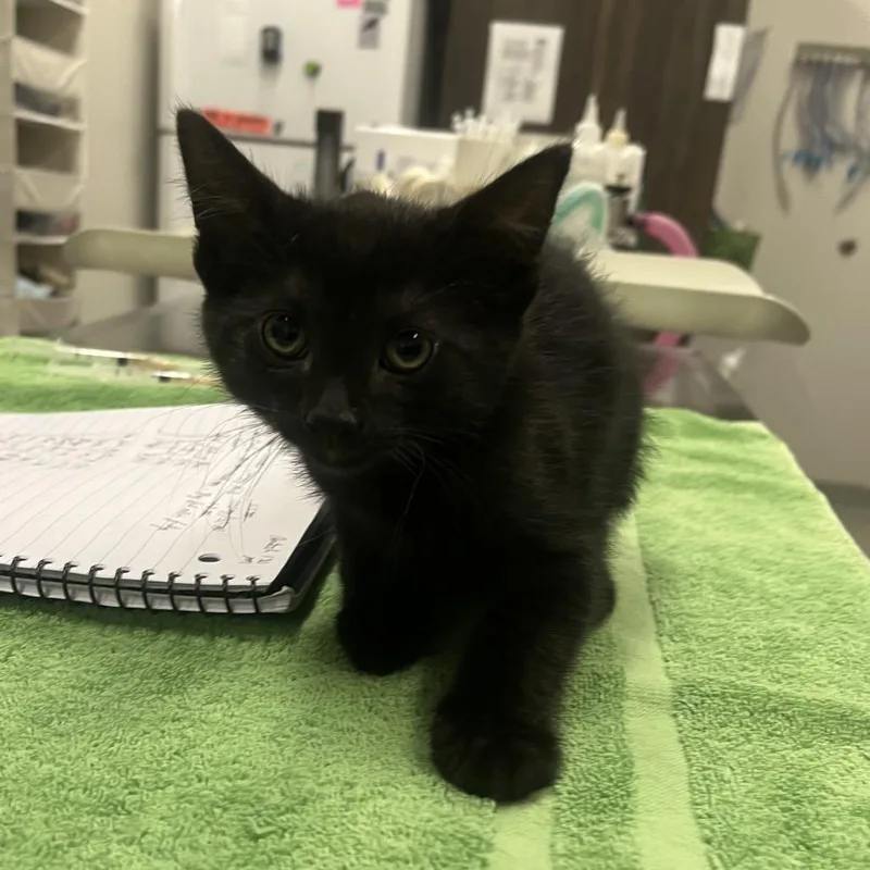 A baby small-sized male Domestic Short Hair cat named Caeser for adoption in Hinsdale, IL