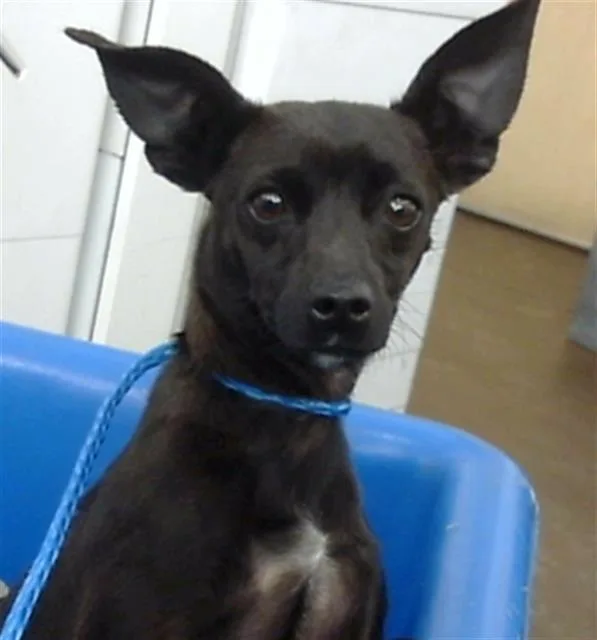 A young small-sized female Mixed Breed dog named Lola for adoption in Dallas, TX