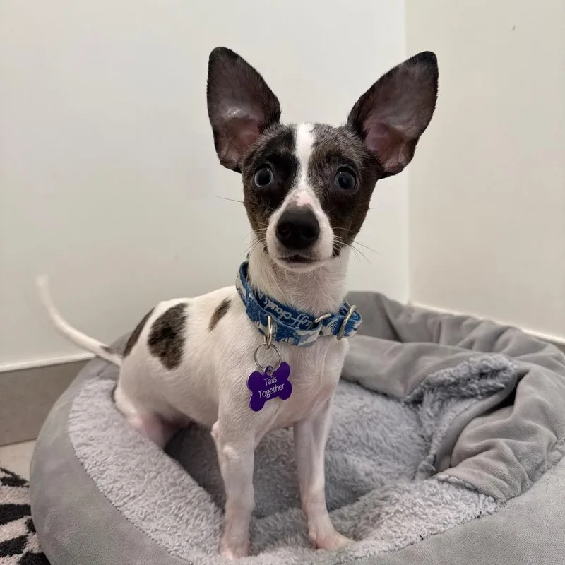 A baby small-sized female Mixed Breed dog named Ophelia for adoption in Evanston, IL