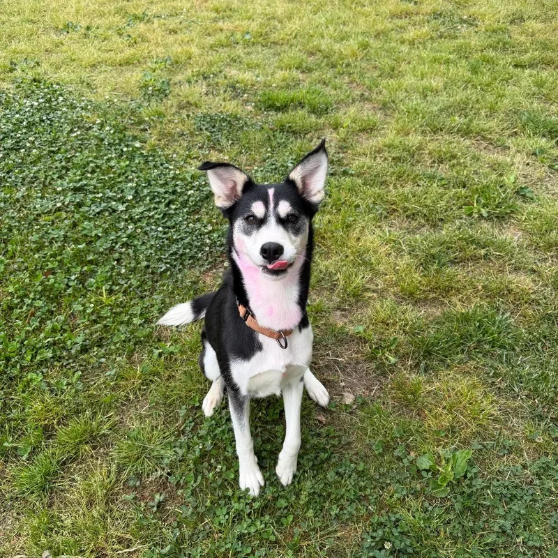 An adult medium-sized female Black Siberian Husky dog named Flamingal for adoption in Chesapeake, VA