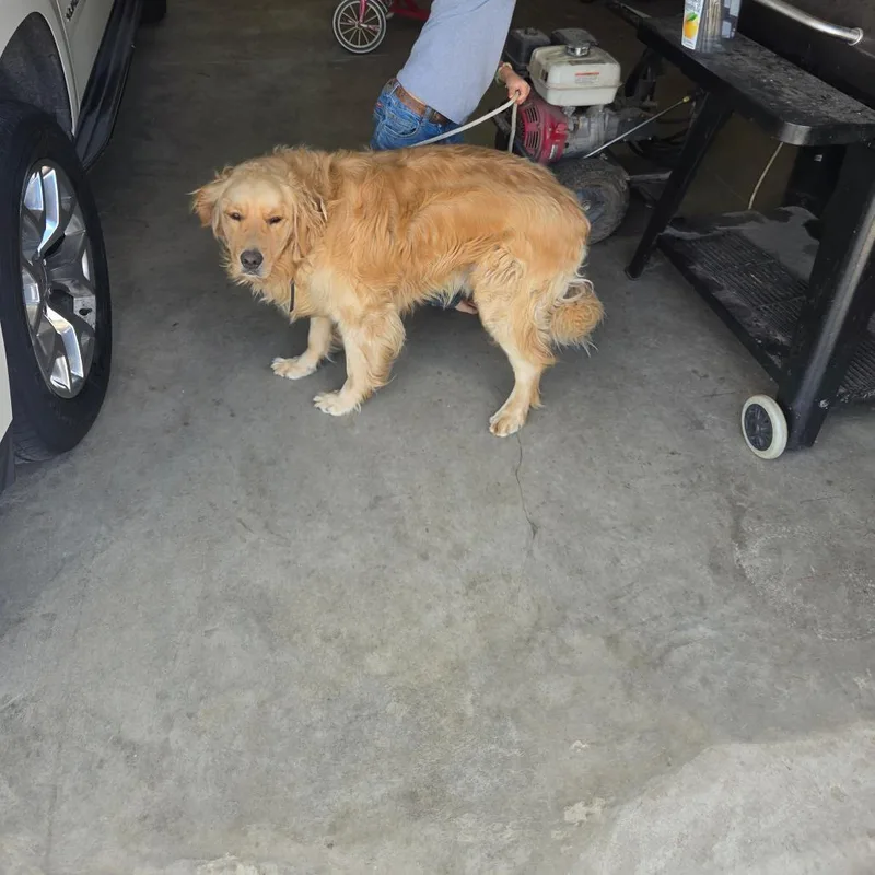 An adult small-sized male Golden Retriever dog named Zeke for adoption in Bristol, IN