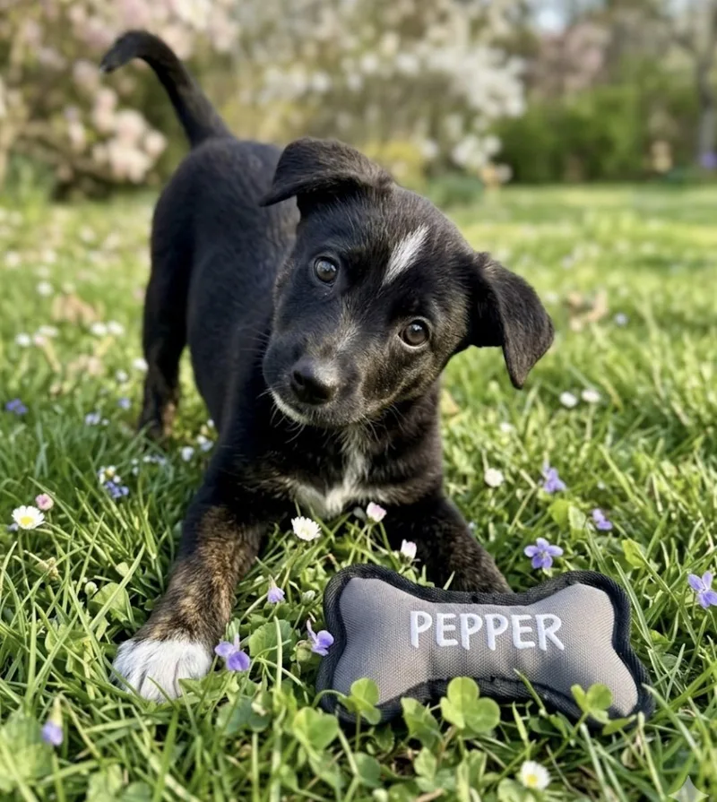 A baby medium-sized male Tricolor (Brown, Black, & White) Border Collie dog named Pepper for adoption in Iron Ridge, WI