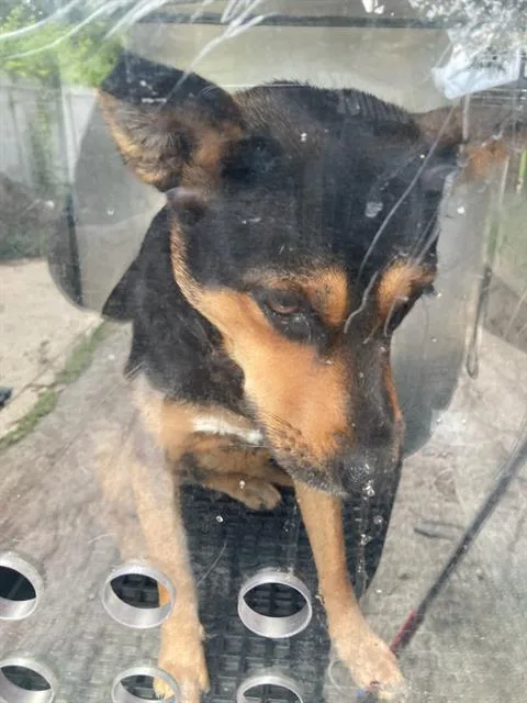 An adult medium-sized female Mixed Breed dog named Bellany for adoption in Dallas, TX