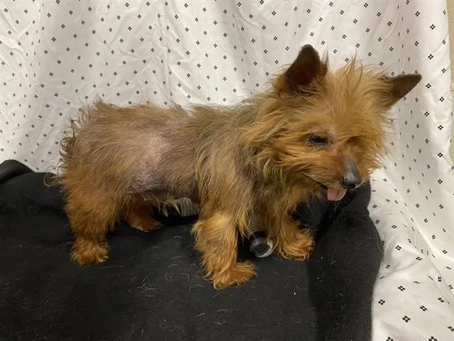An adult small-sized female Yorkshire Terrier dog named Tandy for adoption in Modesto, CA