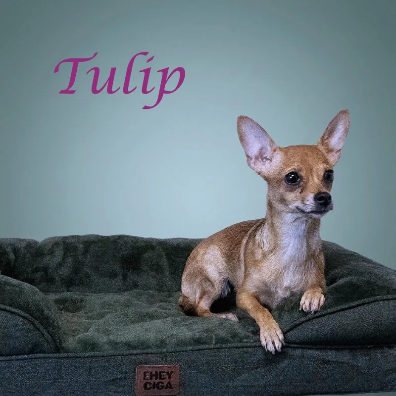 A young small-sized female Brown / Chocolate Chihuahua dog named Tulip D for adoption in Lebanon, TN