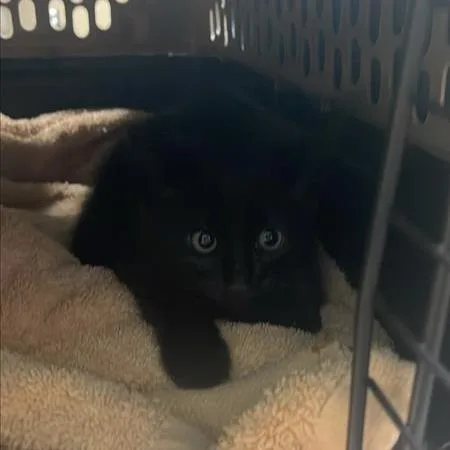 A baby small-sized female Black Domestic Short Hair cat named Suzie Q for adoption in Tacoma, WA