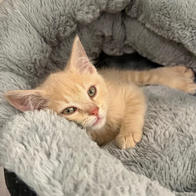 A baby small-sized female Cream / Ivory Domestic Short Hair cat named Noodle for adoption in Owosso, MI