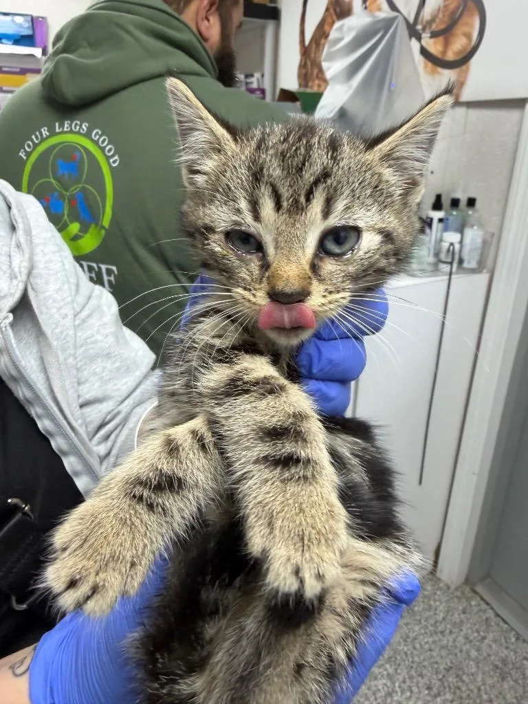 A baby medium-sized female Domestic Short Hair cat named Earth for adoption in Pomona, NY