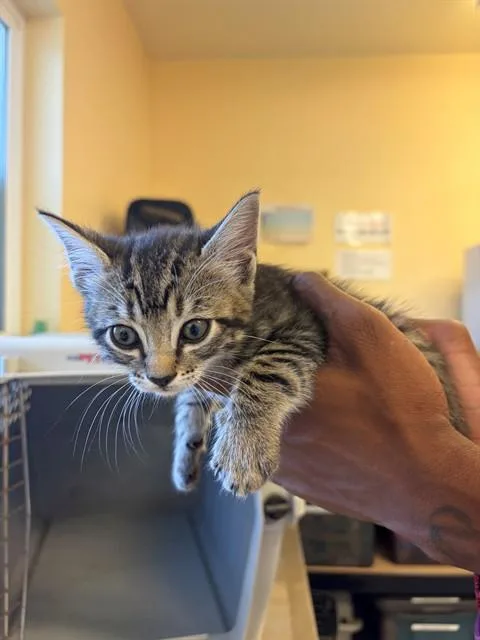 A baby small-sized female Domestic Short Hair cat named Sierra for adoption in Santa Maria, CA