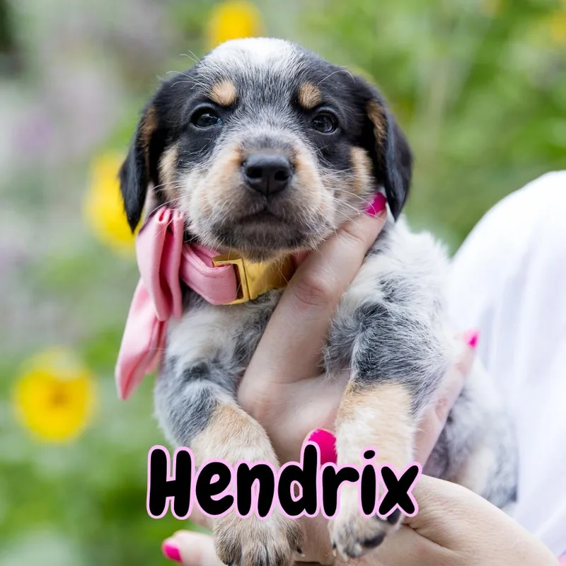 Hendrix thumbnail 2