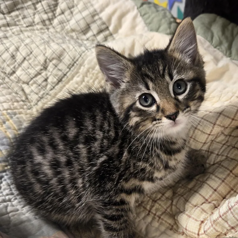A young medium-sized female Gray & White Domestic Short Hair cat named Sammie for adoption in Xenia , OH