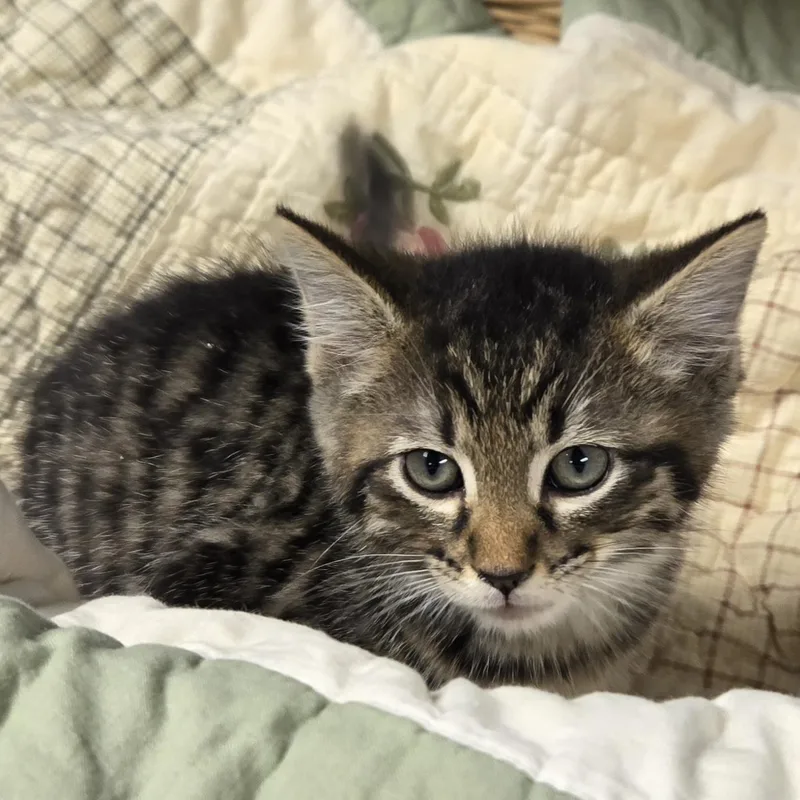 Sammie thumbnail 3
