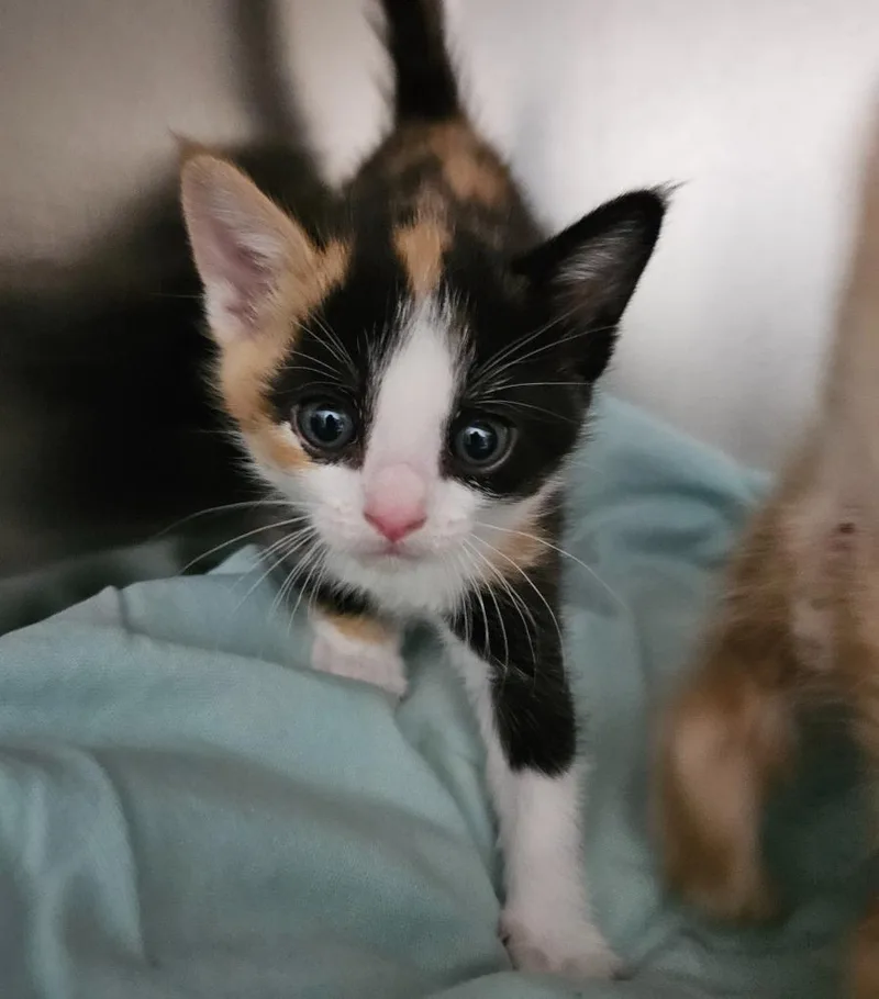 A baby small-sized female Domestic Short Hair cat named Trix for adoption in Los Angeles, CA