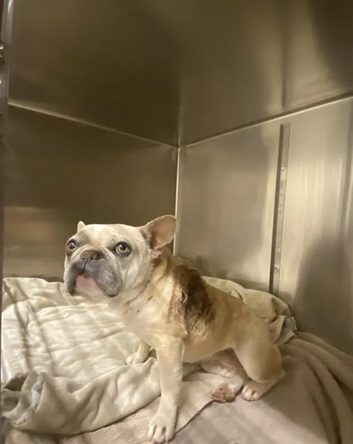 An adult small-sized female French Bulldog dog named Opal for adoption in Modesto, CA